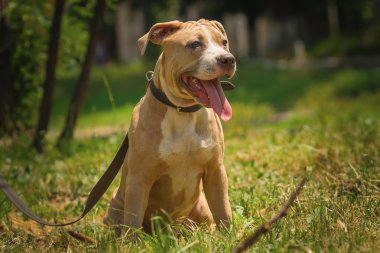 Bir köpek yavrusu niteliğine portresi kapatın. Pitbull.