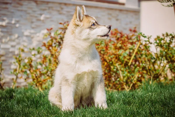 Siberian husky hund utomhus. Porträtt av en liten husky hundvalp. — Stockfoto