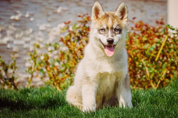 Perro husky siberiano al aire libre. Retrato de un perrito husky . — Foto de Stock