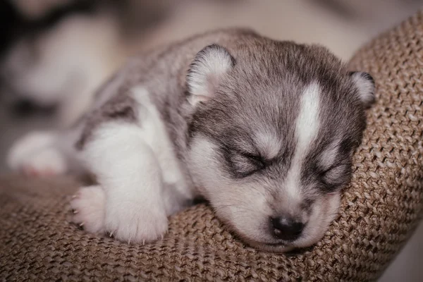 Çok küçük köpek yavrusu Sibirya husky. — Stok fotoğraf