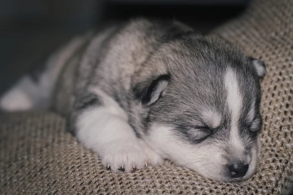 Çok küçük köpek yavrusu Sibirya husky. — Stok fotoğraf