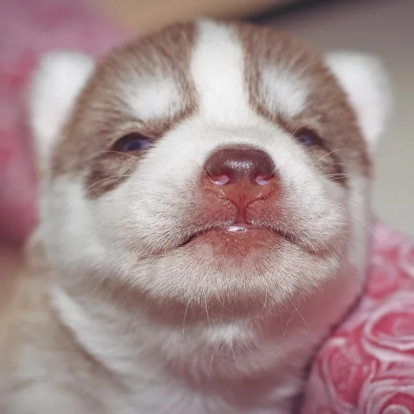 Zeer kleine pup Siberische husky. — Stockfoto