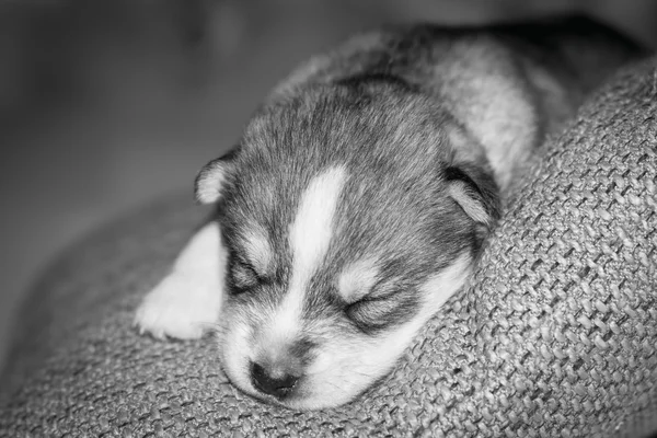 Very little puppy Siberian husky. — Stock Photo, Image