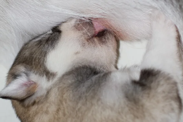 Newborn puppies Siberian Husky — Stock Photo, Image