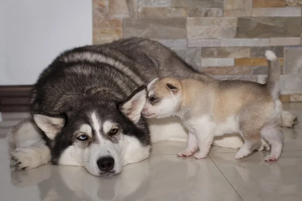 Cachorros recién nacidos Husky siberiano — Foto de Stock