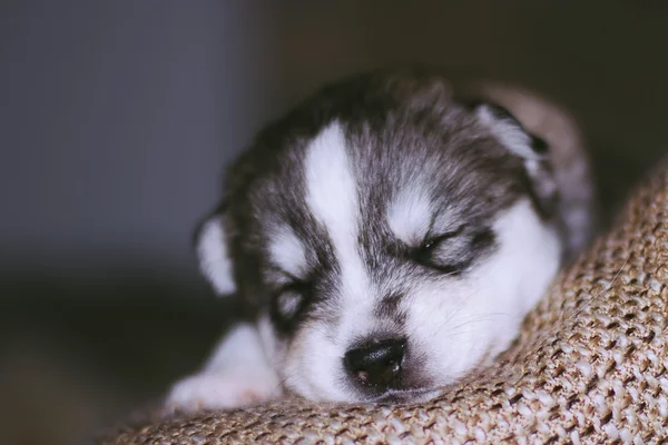 Newborn puppies Siberian Husky — Stock Photo, Image