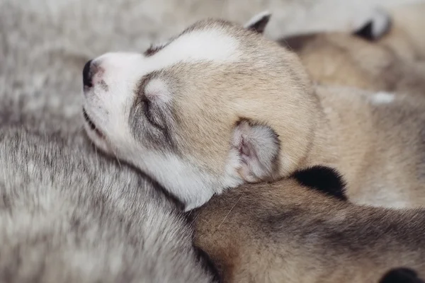 Newborn puppies Siberian Husky — Stock Photo, Image