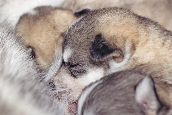 Newborn puppies Siberian Husky — Stock Photo, Image