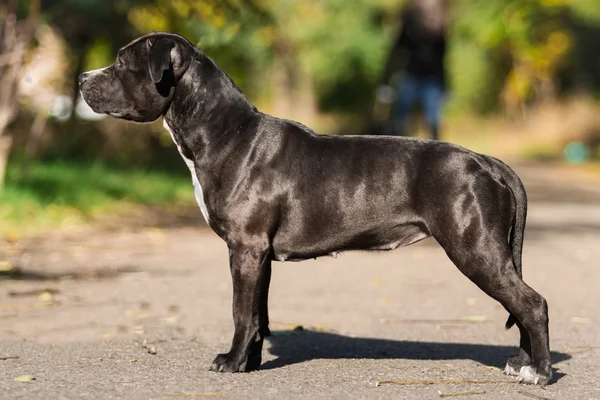 Portret van een pup op de natuur close-up — Stockfoto