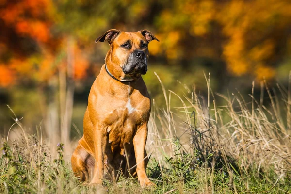 Retrato de un cachorro sobre la naturaleza de cerca . —  Fotos de Stock