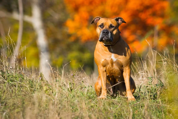 Retrato de um cachorro na natureza de perto . — Fotografia de Stock