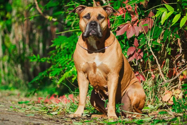 Retrato de un cachorro sobre la naturaleza de cerca . —  Fotos de Stock