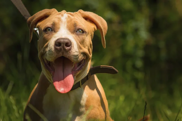 Portret van een pup op de natuur close-up. — Stockfoto