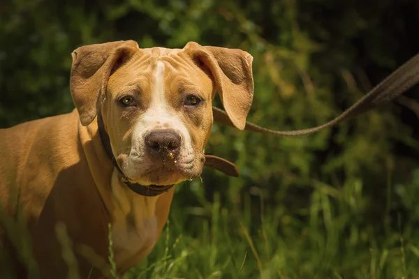 Portrait of a puppy on the nature close up. Pitbull. — Stock Photo, Image