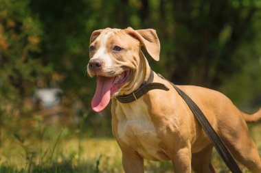 Bir köpek yavrusu niteliğine portresi kapatın. Pitbull.