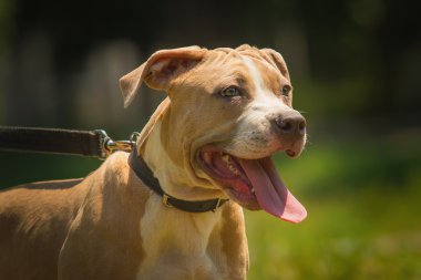 Bir köpek yavrusu niteliğine portresi kapatın. Pitbull.