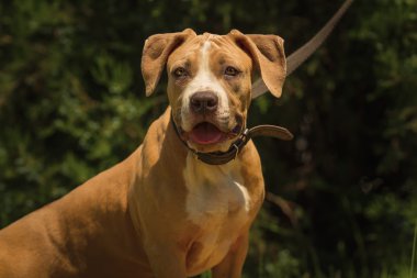 Bir köpek yavrusu niteliğine portresi kapatın. Pitbull.