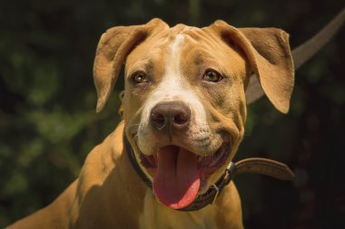 Bir köpek yavrusu niteliğine portresi kapatın. Pitbull.