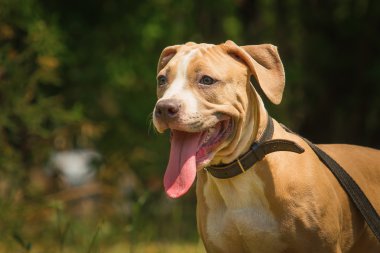 Bir köpek yavrusu niteliğine portresi kapatın. Pitbull.