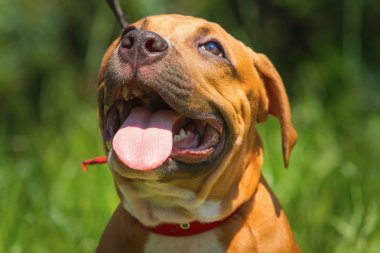 Bir köpek yavrusu niteliğine portresi kapatın. Pitbull.