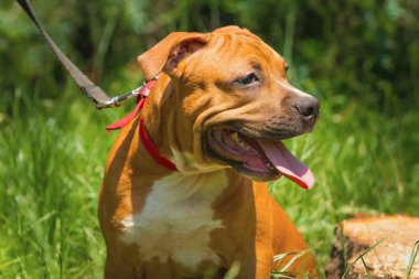 Bir köpek yavrusu niteliğine portresi kapatın. Pitbull.