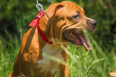 Bir köpek yavrusu niteliğine portresi kapatın. Pitbull.
