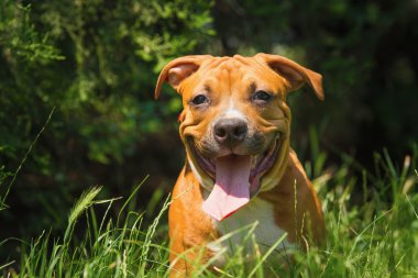 Bir köpek yavrusu niteliğine portresi kapatın. Pitbull.
