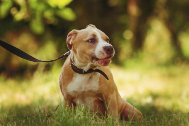 Bir köpek yavrusu niteliğine portresi kapatın. Pitbull.