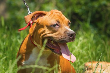 Bir köpek yavrusu niteliğine portresi kapatın. Pitbull.