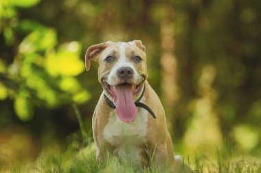 Bir köpek yavrusu niteliğine portresi kapatın. Pitbull.