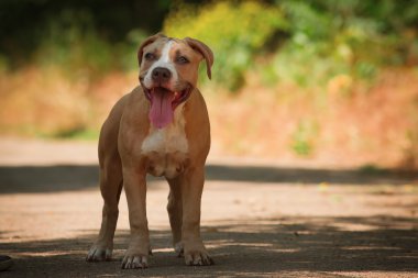 Bir köpek yavrusu niteliğine portresi kapatın. Pitbull.