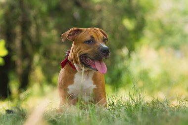 Bir köpek yavrusu niteliğine portresi kapatın. Pitbull.