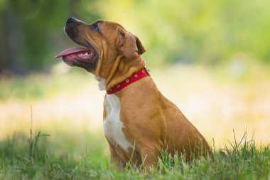 Bir köpek yavrusu niteliğine portresi kapatın. Pitbull.