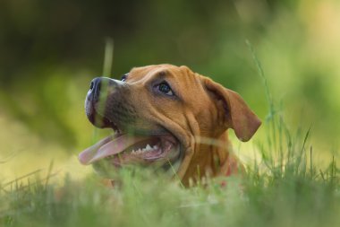 Bir köpek yavrusu niteliğine portresi kapatın. Pitbull.