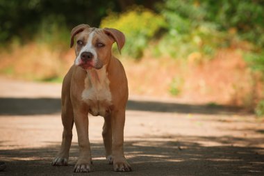 Bir köpek yavrusu niteliğine portresi kapatın. Pitbull.