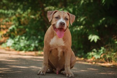 Bir köpek yavrusu niteliğine portresi kapatın. Pitbull.