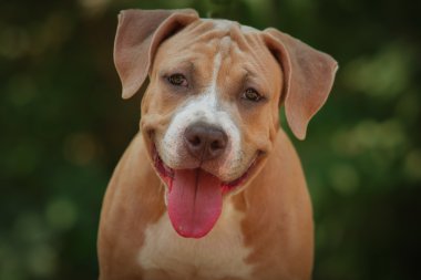 Bir köpek yavrusu niteliğine portresi kapatın. Pitbull.