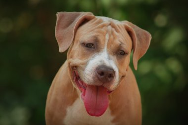 Bir köpek yavrusu niteliğine portresi kapatın. Pitbull.