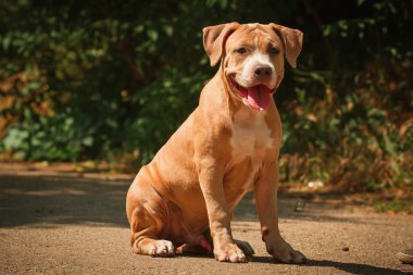 Bir köpek yavrusu niteliğine portresi kapatın. Pitbull.