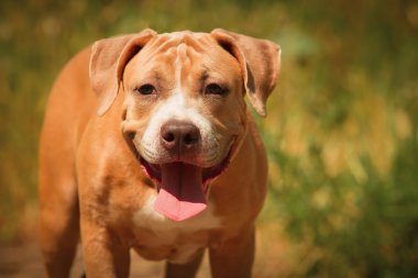 Bir köpek yavrusu niteliğine portresi kapatın. Pitbull.