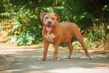 Bir köpek yavrusu niteliğine portresi kapatın. Pitbull.