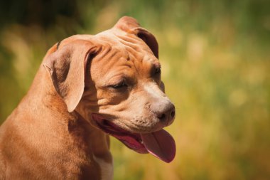 Bir köpek yavrusu niteliğine portresi kapatın. Pitbull.
