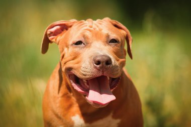 Bir köpek yavrusu niteliğine portresi kapatın. Pitbull.