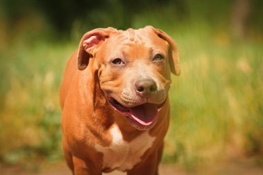 Bir köpek yavrusu niteliğine portresi kapatın. Pitbull.