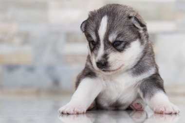 Çok küçük köpek yavrusu Sibirya husky