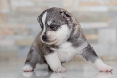 Çok küçük köpek yavrusu Sibirya husky