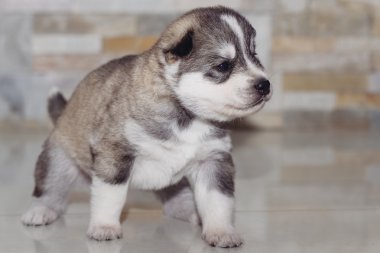 Çok küçük köpek yavrusu Sibirya husky