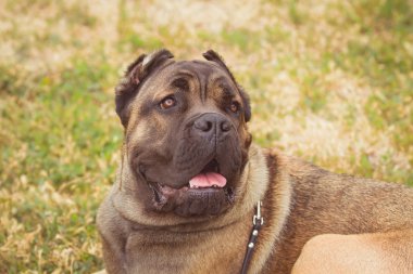 safkan büyük kahverengi Güney Afrikalı büyük köpek bir tür Boerboel. köpek yeşil çim üzerinde yalan.