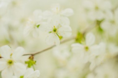 Kiraz çiçeği çiçek. Arka plan bulanıklık bokeh. ufuk yansıma