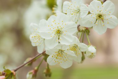 Kiraz çiçeği çiçek. Arka plan bulanıklık bokeh. ufuk yansıma